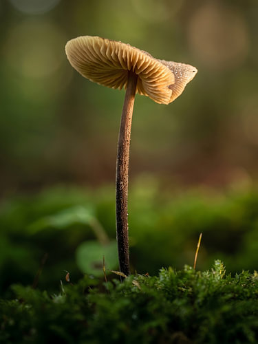 A mushroom in the moss – nature’s poetry