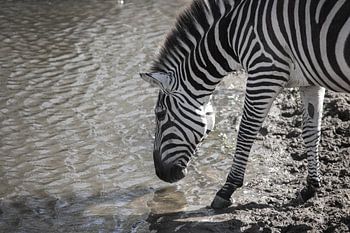 Zebra trinkt am Ufer eines Flusses