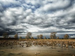 Verdronken land van Lex Schulte