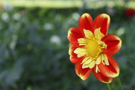Orange/yellow dahlia by Arie van Vugt