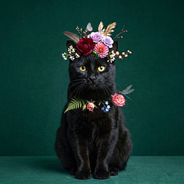 Kater NOCSI – Unser Blumenprinz von Pia Schneider
