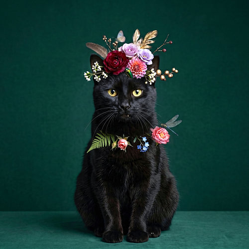 Kater NOCSI – Unser Blumenprinz von Pia Schneider
