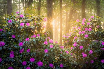 Rhododendrons with sunrise | Landscape photo in spring by Marijn Alons