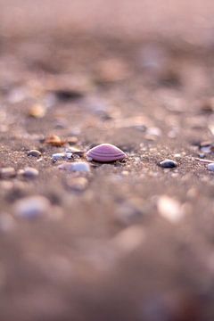 Shell in the sand by NDW