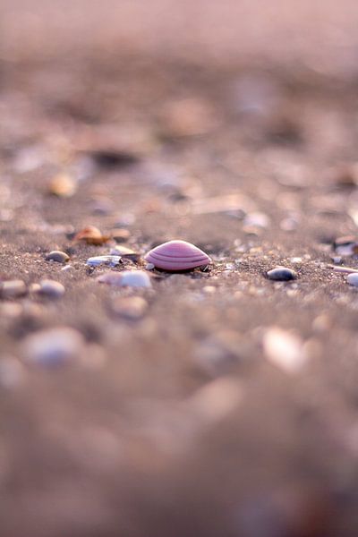 Shell in the sand by NDW