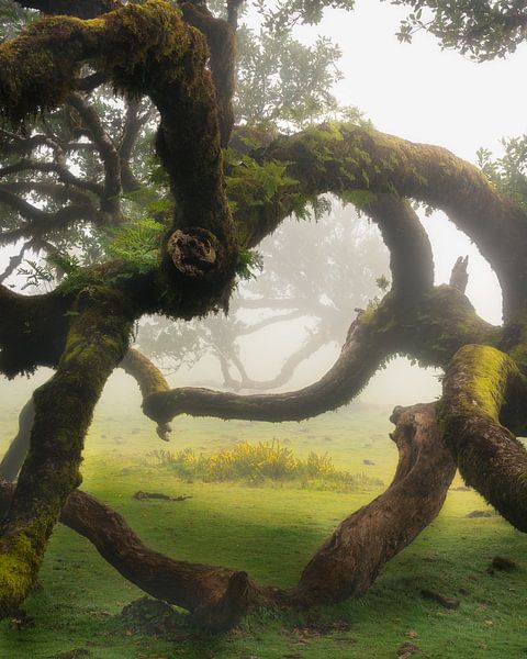 Ancient Moss-Covered Laurel Trees in a Misty Enchanted Forest in Madeira Portugal by Arda Acar