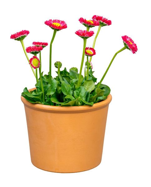 Blühende Bellis Blume auf weissem Hintergrund von ManfredFotos