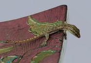 Gekko - Gecko van Gonnie van Hove thumbnail