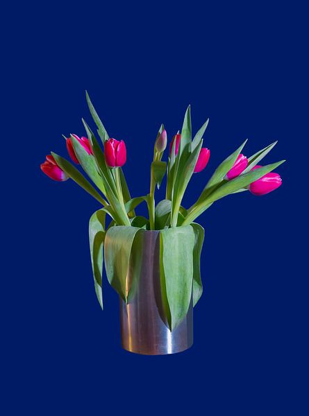 Tulips blue bg colour by BAM