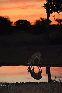 Springbok bij de zonsondergang  by Belinda Buskermolen