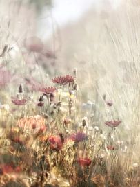 The Fields XXVII by Zand