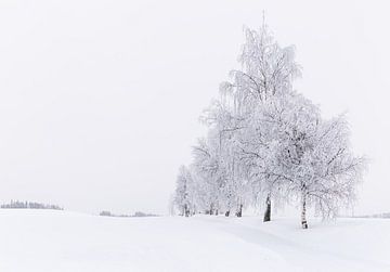 Avenue of trees in the snow, Norway