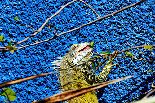 Groene leguaan in Curaçao