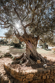 Jahrhundertealter Olivenbaum auf Sizilien im strahlenden Sonnenlicht von Femke Ketelaar