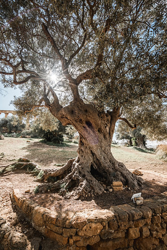 Jahrhundertealter Olivenbaum auf Sizilien im strahlenden Sonnenlicht von Femke Ketelaar