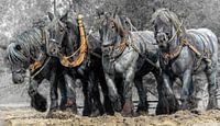 Zeeuwse trek-ploeg paarden van Carina Dumais thumbnail