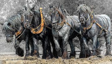Zeeuwse trek-ploeg paarden van Carina Dumais
