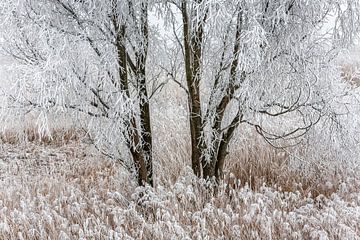 winter landscape by Ko Hoogesteger