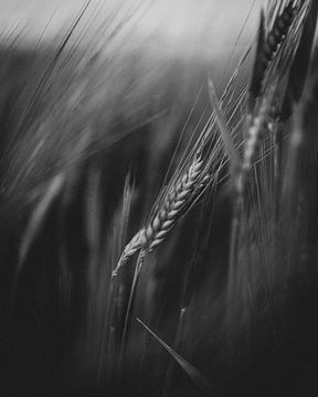 Moody Wheat by Theo Klos