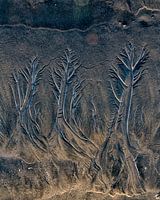 Les arbres du sable.