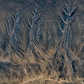 Les arbres du sable. sur Ron van Gool