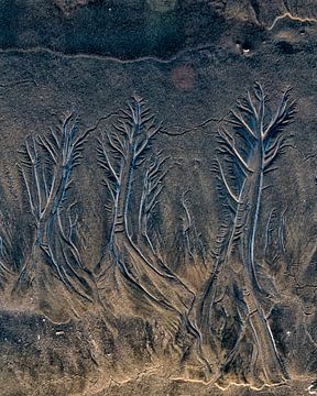 Bomen uit het zand. van Ron van Gool