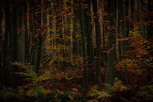 Au cœur de la forêt...