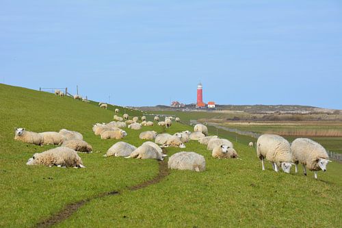 Schapen op dijk voor rode vuurtoren Texel