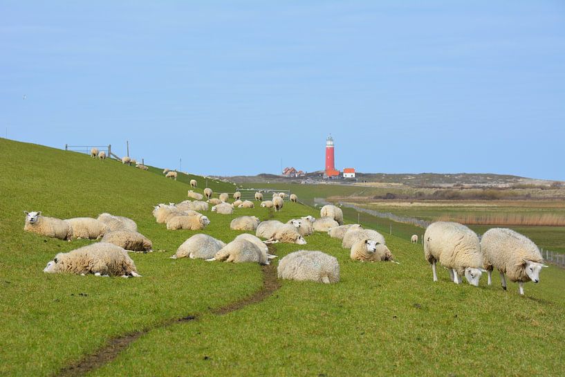 Sheep on dike in front of red lighthouse Texel by My Footprints