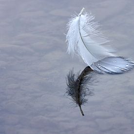 Swan Feather by Andreas Müller