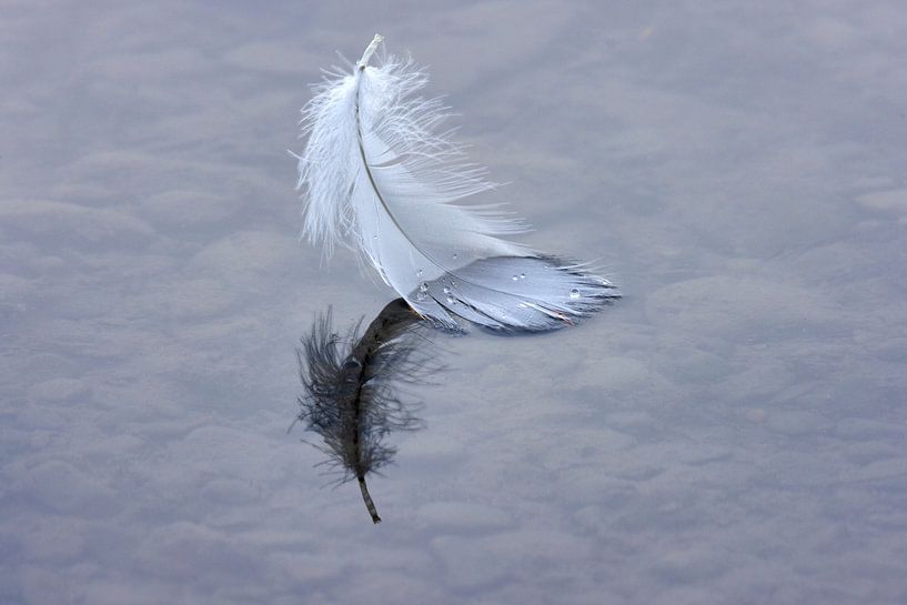 Swan Feather by Andreas Müller