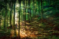 Magic woodlands by Rik Verslype thumbnail