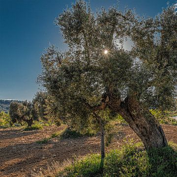 Alter Olivenbaum mit Stütze im Gegenlicht der spanischen Sonne