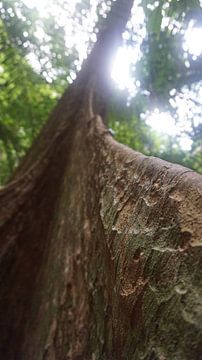 Close up, de Pterocarpus officinalis boom, Tiger cave Tempel in Tropisch regenwoud, Krabi Noi, Thail van LÉON ROEVEN