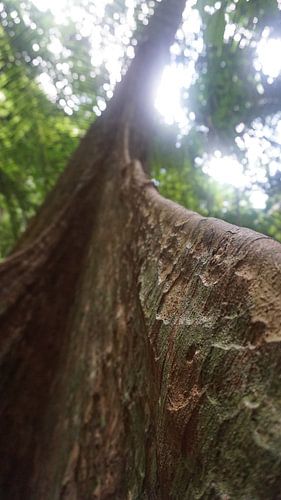 Close up, de Pterocarpus officinalis boom, Tiger cave Tempel in Tropisch regenwoud, Krabi Noi, Thail