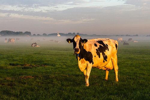 Pré avec une vache près de Simonshaven