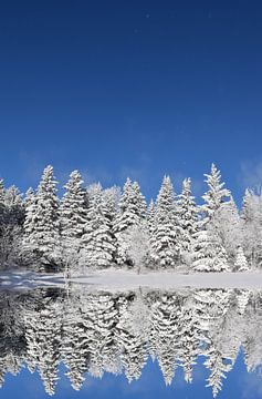 First snow on a coniferous forest by Claude Laprise