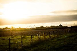 Paysage agricole avec oiseaux à l'heure d'or