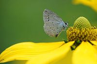 Helianthus laetiflorus