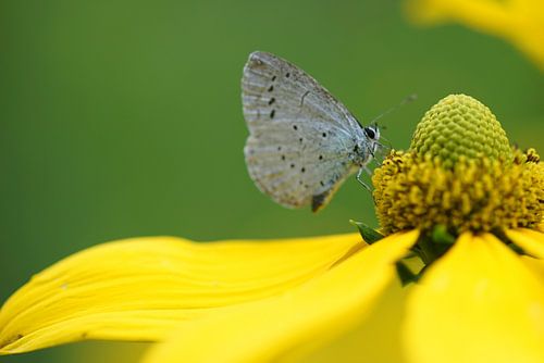Helianthus laetiflorus
