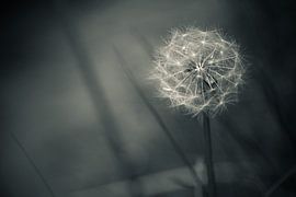Dandelion by Van Renselaar Fotografie