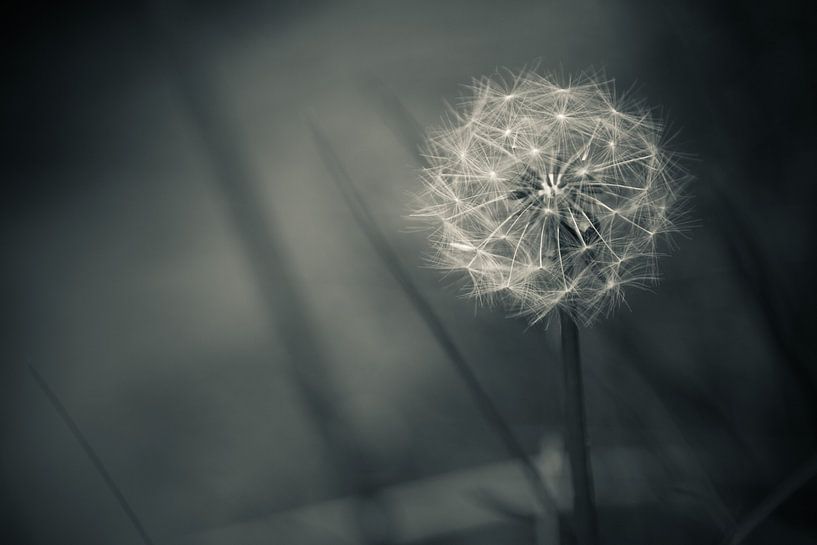 Paardenbloem van Van Renselaar Fotografie