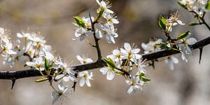 Der Frühling kommt
