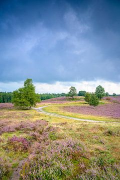 Pad over een heuvel met bloeiende heide in een heidelandschap