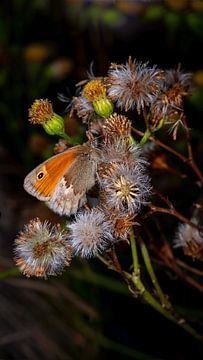 Hooibeestje - Coenonympha pamphilus van Kees Goethart