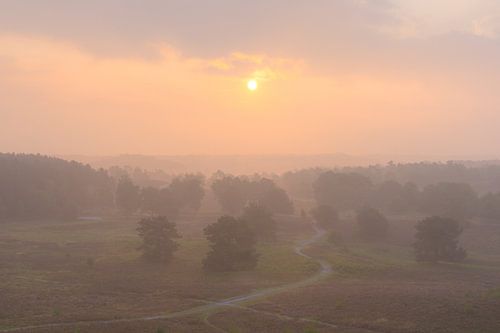 Orange is the new purple