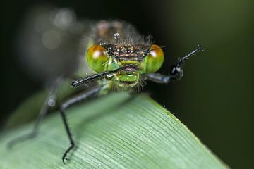 Waterjuffer closeup van Amanda Blom