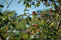 Églantier d'automne