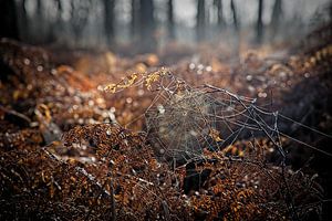 Spinnenweb in de Groote Peel van Rob Boon