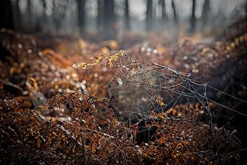 Spider web in the Groote Peel by Rob Boon